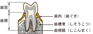 歯の構造